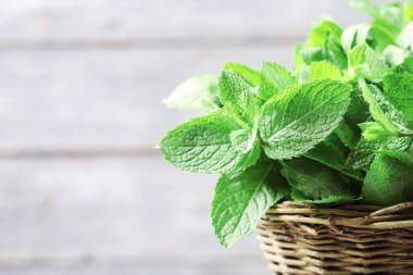 Gri arka planda nane yaprağı