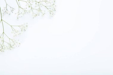 Beyaz arka planda Gypsophila çiçekler