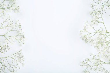 Beyaz arka planda Gypsophila çiçekler