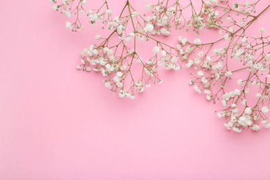 Pembe arka planda beyaz Gypsophila çiçekler