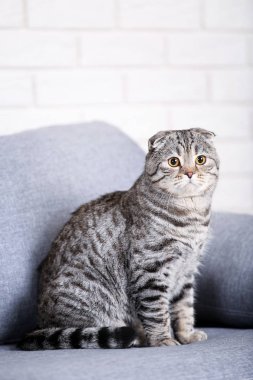 Şirin kedi gri koltukta oturan