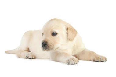 Labrador köpek yavrusu beyaz arkaplanda izole edildi