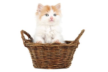 Beyaz arka plan üzerinde izole sepeti de sevimli kedi
