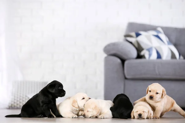 Hermosos cachorros labrador en casa — Foto de Stock