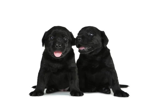 Labrador cachorros negros isolados em fundo branco — Fotografia de Stock