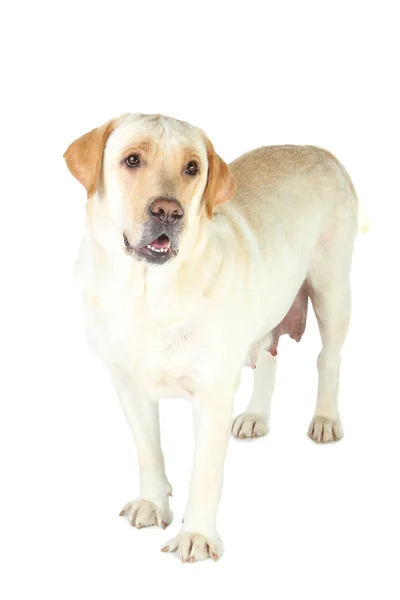 Labrador hond geïsoleerd op witte achtergrond — Stockfoto