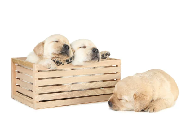 Labrador puppies in houten kist geïsoleerd op witte achtergrond — Stockfoto