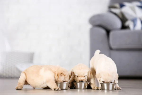 Labrador puppies eating food at home — Stock Photo, Image