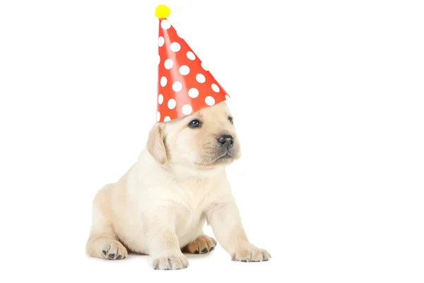 Labrador puppy in papieren hoed geïsoleerd op witte achtergrond — Stockfoto