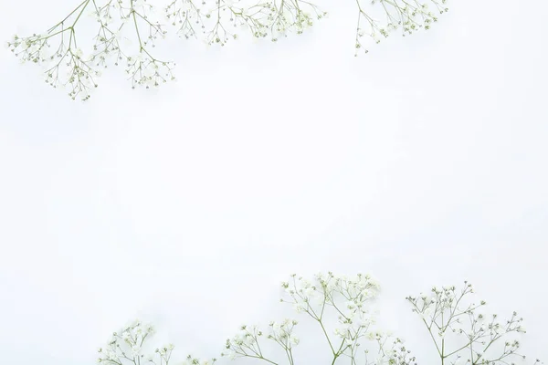白い背景に花をカスミソウ。 — ストック写真