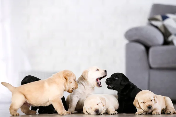 Hermosos cachorros labrador en casa — Foto de Stock