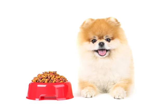 Cão da Pomerânia com alimentos secos em tigela vermelha isolado em backg branco — Fotografia de Stock