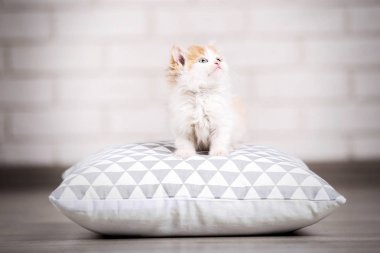 Yastık kat ile sevimli yavru kedi