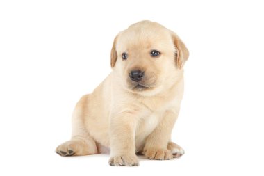 Labrador köpek yavrusu beyaz arkaplanda izole edildi