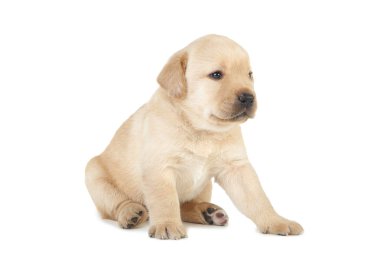 Labrador köpek yavrusu beyaz arkaplanda izole edildi