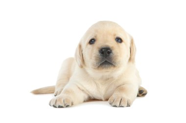 Labrador köpek yavrusu beyaz arkaplanda izole edildi