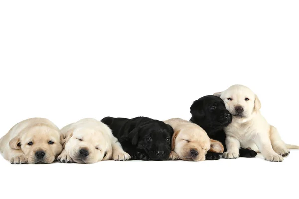 Cachorros Labrador aislados sobre fondo blanco — Foto de Stock