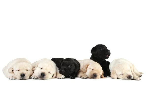 Cachorros Labrador isolados sobre fundo branco — Fotografia de Stock