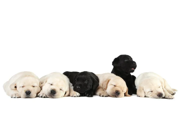 Chiots du Labrador isolés sur fond blanc — Photo