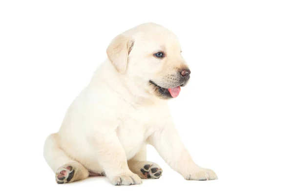 Labrador Welpe isoliert auf weißem Hintergrund — Stockfoto