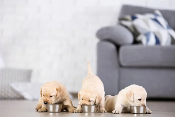 Labrador puppies eating food at home