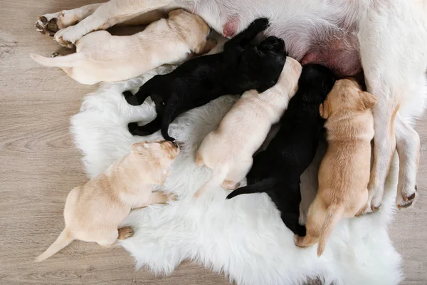 Labrador dog feeding her puppies at home