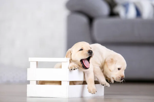 Hermosos cachorros labrador en caja de madera — Foto de Stock