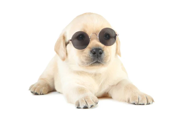 Labrador szczeniak z okulary przeciwsłoneczne na białym tle — Zdjęcie stockowe