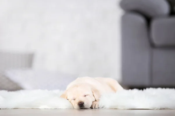 Labrador puppy lying on white carpet at home — Stock Photo, Image