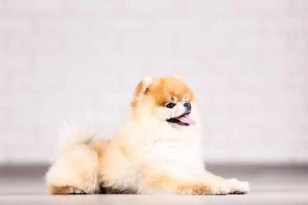Pomerania perro acostado en ther piso — Foto de Stock