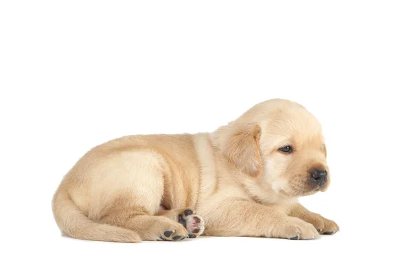 Cachorrinho Labrador isolado no fundo branco — Fotografia de Stock