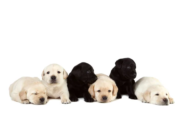 Labrador puppies geïsoleerd op witte achtergrond — Stockfoto
