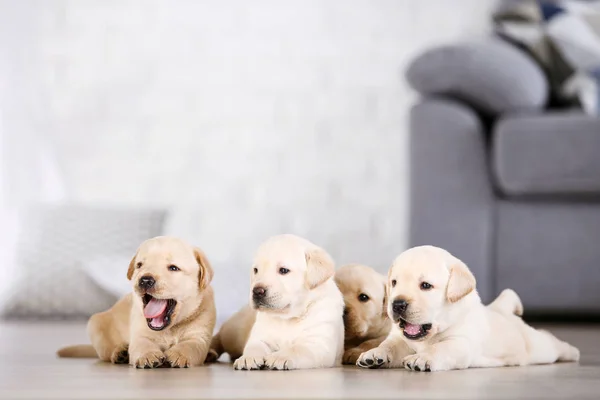 Hermosos cachorros labrador en casa — Foto de Stock