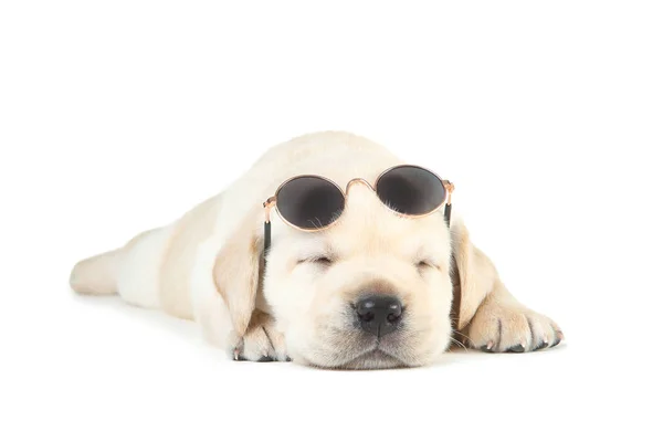 Λαμπραντόρ κουτάβι με γυαλιά ηλίου απομονώνονται σε λευκό φόντο — Φωτογραφία Αρχείου