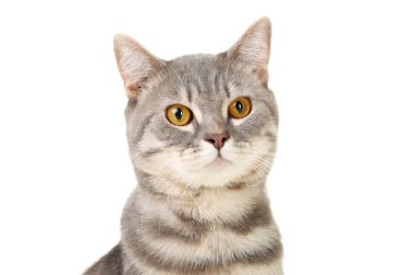 güzel kedi beyaz zemin üzerine izole