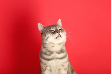 kırmızı zemin üzerine güzel kedi