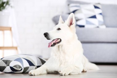 İsviçre çoban köpeği evde yerde yatıyor