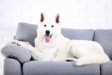 Gri kanepede yatan İsviçre çoban köpeği