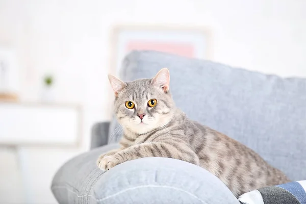 Krásná kočka ležící na šedé pohovce — Stock fotografie