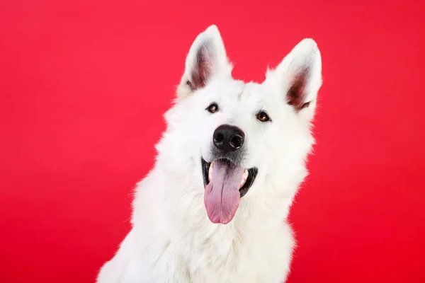 Cane da pastore svizzero su sfondo rosso — Foto Stock