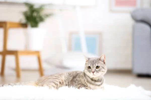 Schöne Katze liegt zu Hause auf weißem Teppich — Stockfoto