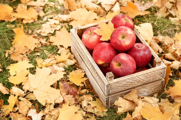 Caja de madera con manzanas rojas en el parque de otoño — Foto de Stock