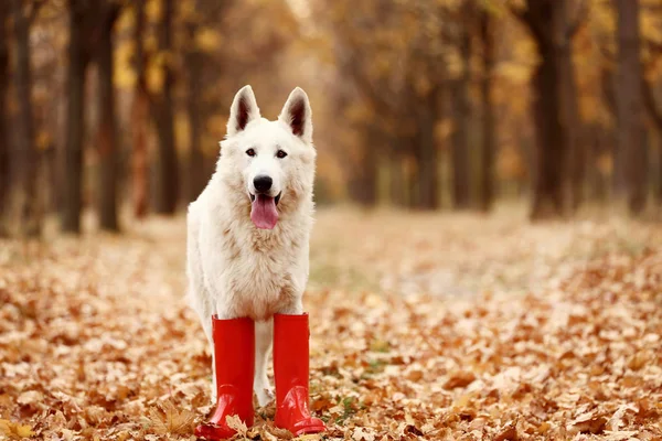 Beyaz swiss çoban köpeği Kırmızı lastik çizmeler — Stok fotoğraf