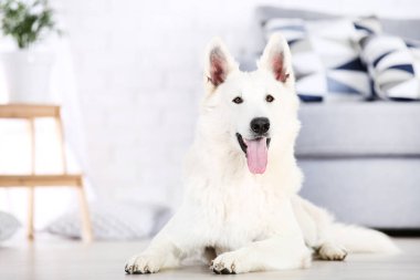 İsviçre çoban köpeği evde yerde yatıyor