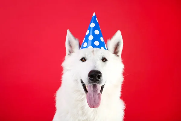 Zwitserse herdershond met verjaardag Cap op rode achtergrond — Stockfoto