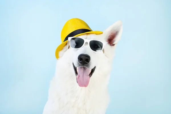 Zwitserse herdershond met zonnebril en hoed op blauwe achtergrond — Stockfoto