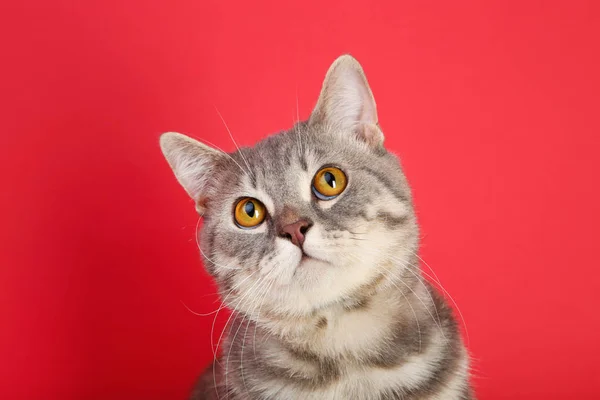 Vakker katt på rød bakgrunn – stockfoto