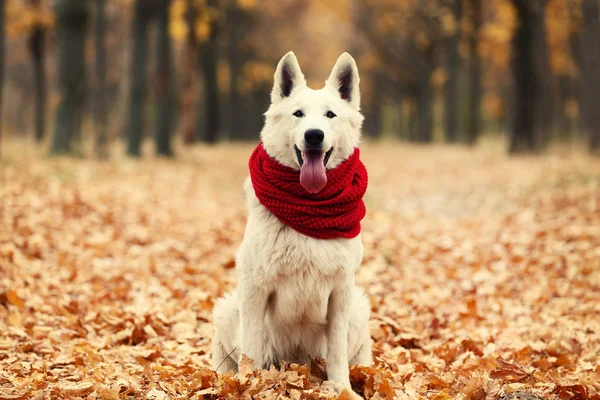 Sonbahar parkında kırmızı eşarp ile Beyaz İsviçre çoban köpeği — Stok fotoğraf