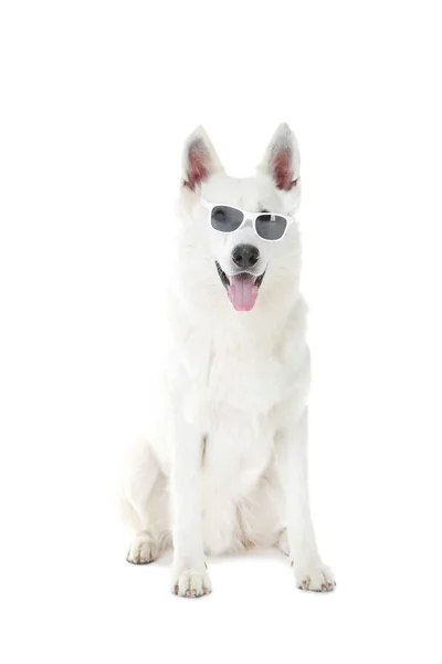 Cão pastor suíço em óculos de sol sobre fundo branco — Fotografia de Stock