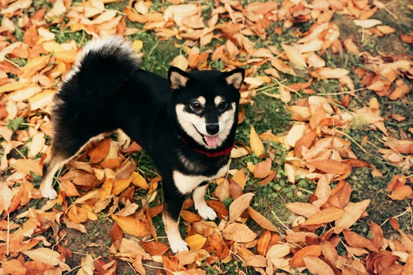 Shiba Inu köpek sonbahar park — Stok fotoğraf